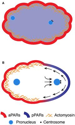 Mechanochemical Control of Symmetry Breaking in the Caenorhabditis elegans Zygote